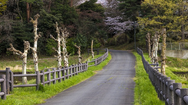 小路 田野 枯樹 - 上的免费照片