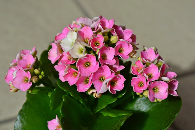 长寿花 鲜花 粉红色的花朵 - 上的免费照片