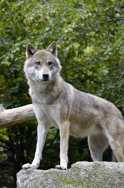 狼 警卫 动物 - 上的免费照片