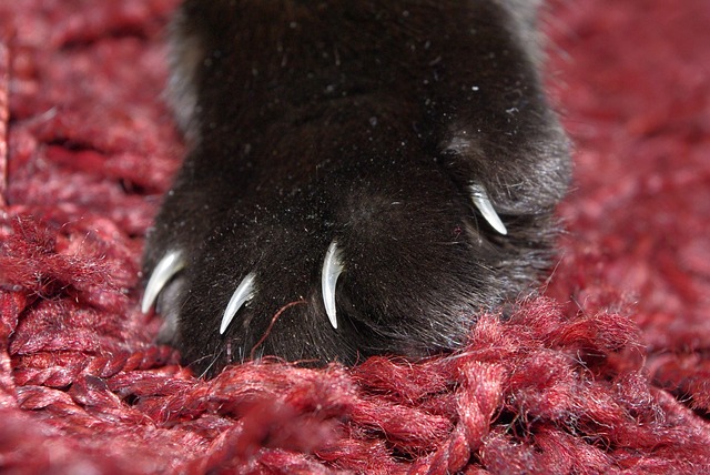 猫 爪子 猫的爪子 - 上的免费照片