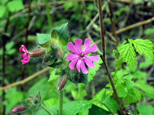 红色康乃馨 红 Catchfly Silene Dioica - 上的免费照片
