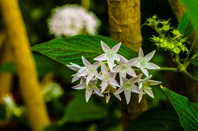 白星 花朵 青菜 - 上的免费照片