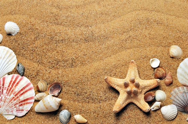 贝壳 沙 海滩 - 上的免费照片