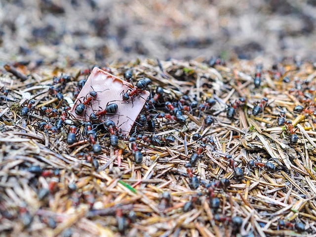 蚂蚁 垤 自然 - 上的免费照片