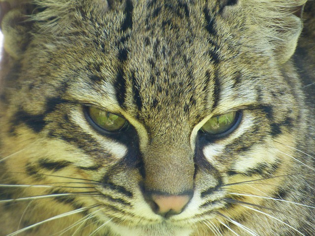 豹猫 猫科动物 猫公园 - 上的免费照片