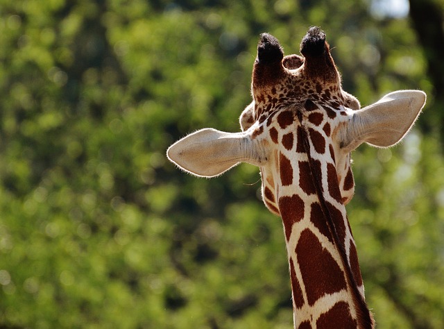 长颈鹿 动物园 动物 - 上的免费照片