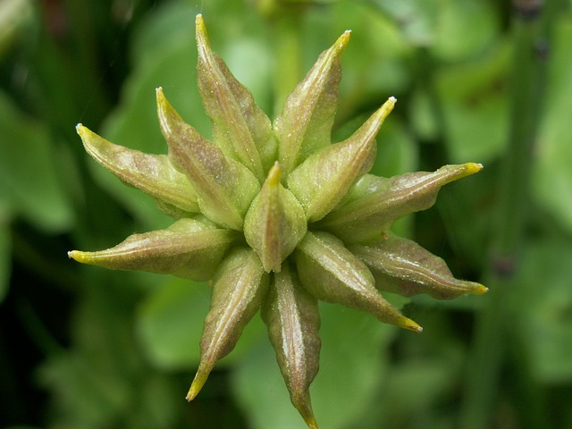 胚珠 沼泽万寿菊 - 上的免费照片