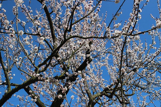 性质 春天 果树 - 上的免费照片