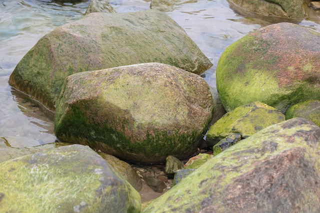 拉脱维亚 科尔卡 藻类 - 上的免费照片