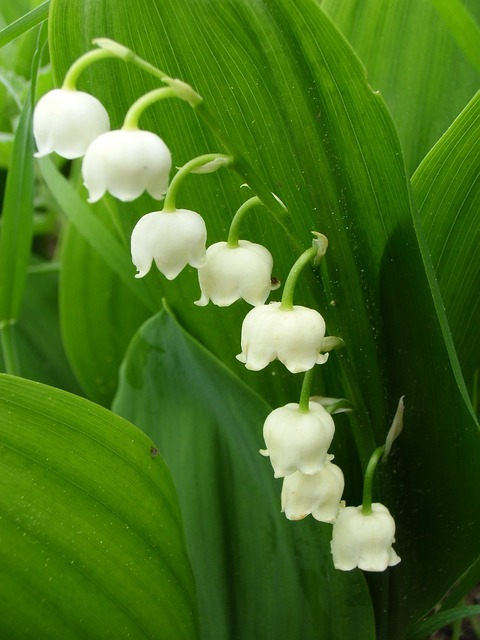 山谷里的百合 有毒 花 - 上的免费照片