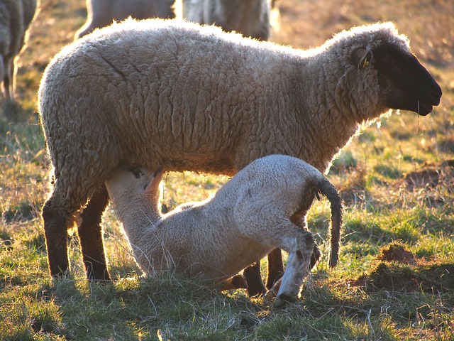羊 羊肉 草地 - 上的免费照片