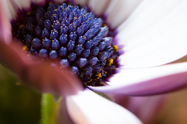 宏 Osteospermum Ecklonis 开普篮 - 上的免费照片