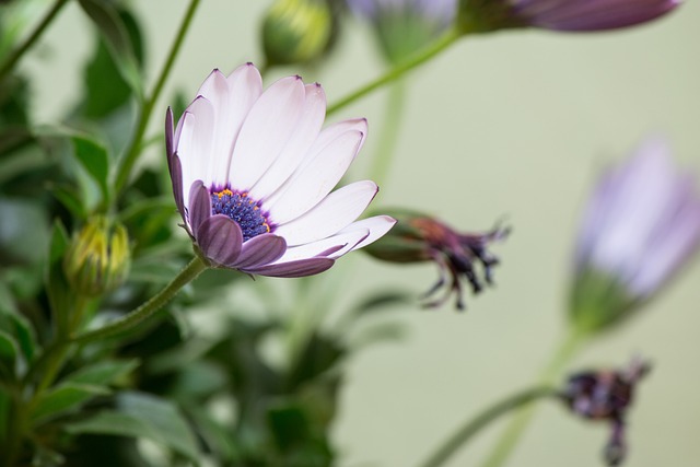 Osteospermum Ecklonis 开普篮 伯恩霍尔玛格丽特 - 上的免费照片