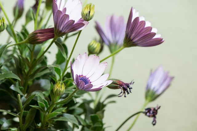 Osteospermum Ecklonis 开普篮 伯恩霍尔玛格丽特 - 上的免费照片