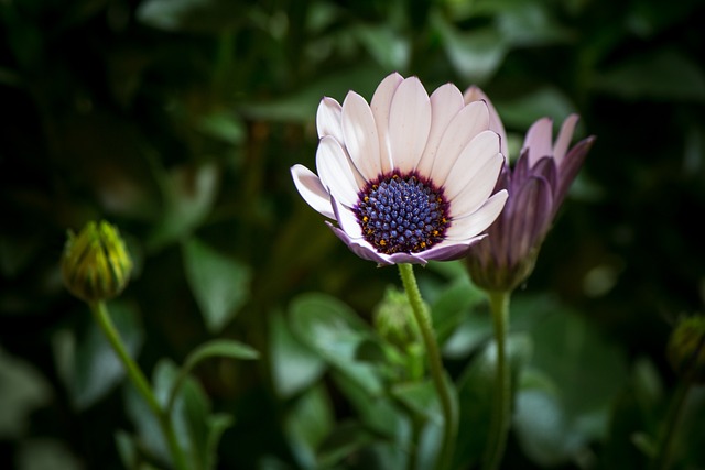 Osteospermum Ecklonis 伯恩霍尔玛格丽特 开普篮 - 上的免费照片