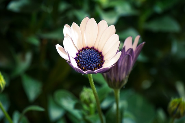 Osteospermum Ecklonis 伯恩霍尔玛格丽特 开普篮 - 上的免费照片