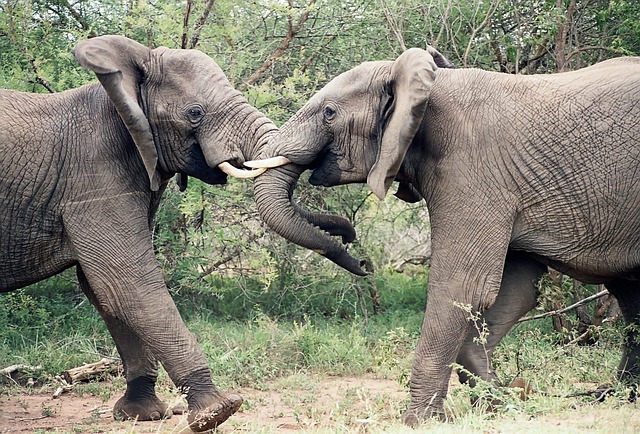 大象 大象打架 非洲人 - 上的免费照片