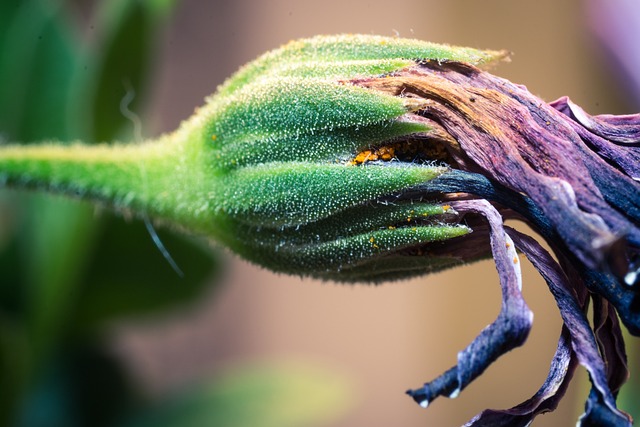 褪色 宏 Osteospermum Ecklonis - 上的免费照片