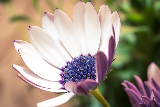 宏 Osteospermum Ecklonis 开普篮 - 上的免费照片