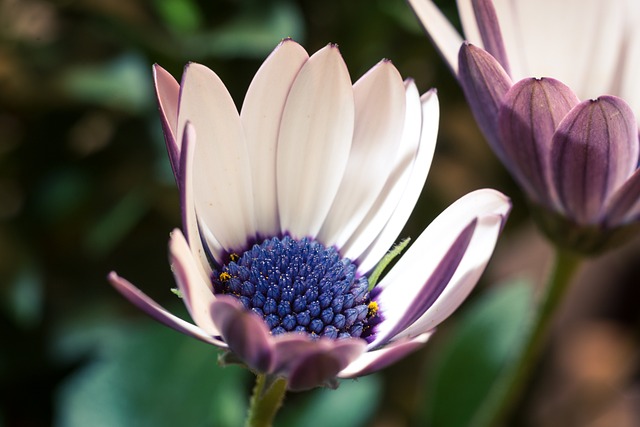 宏 Osteospermum Ecklonis 开普篮 - 上的免费照片