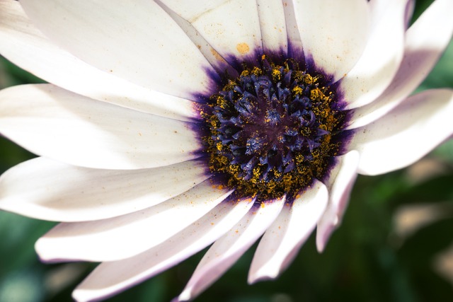 宏 Osteospermum Ecklonis 开普篮 - 上的免费照片