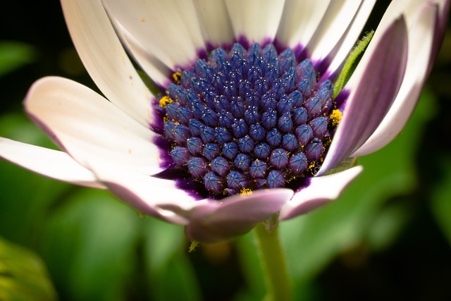 宏 Osteospermum Ecklonis 开普篮 - 上的免费照片