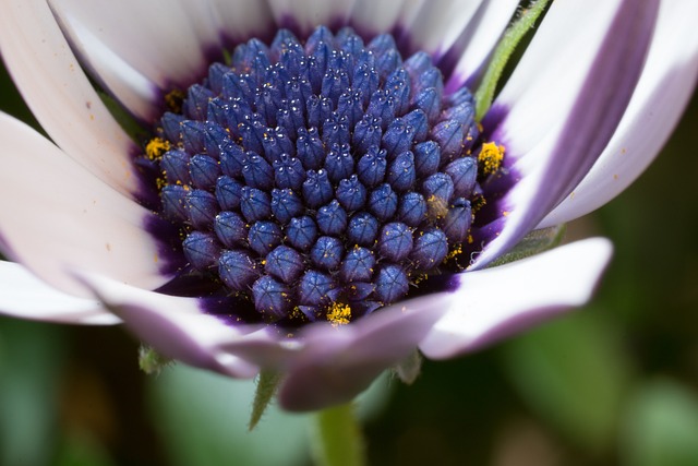 宏 Osteospermum Ecklonis 开普篮 - 上的免费照片