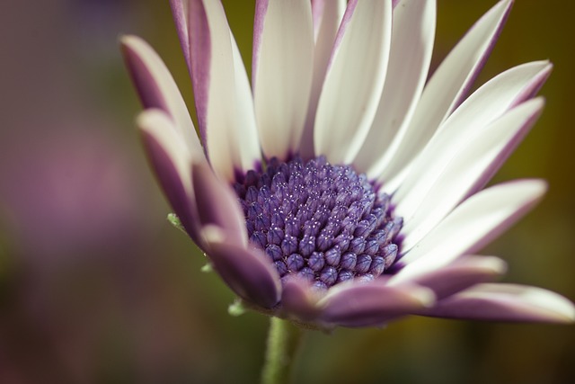 宏 Osteospermum Ecklonis 开普篮 - 上的免费照片