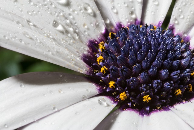 宏 Osteospermum Ecklonis 开普篮 - 上的免费照片