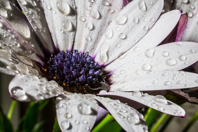 Osteospermum Ecklonis 开普篮 雨 - 上的免费照片