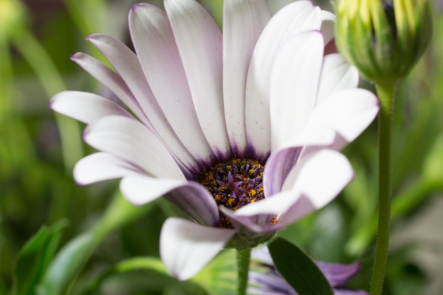 宏 Osteospermum Ecklonis 开普篮 - 上的免费照片