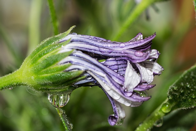 宏 Osteospermum Ecklonis 开普篮 - 上的免费照片