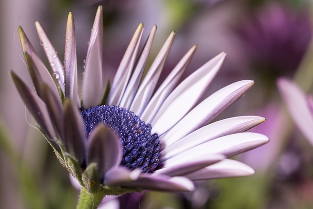 宏 Osteospermum Ecklonis 开普篮 - 上的免费照片