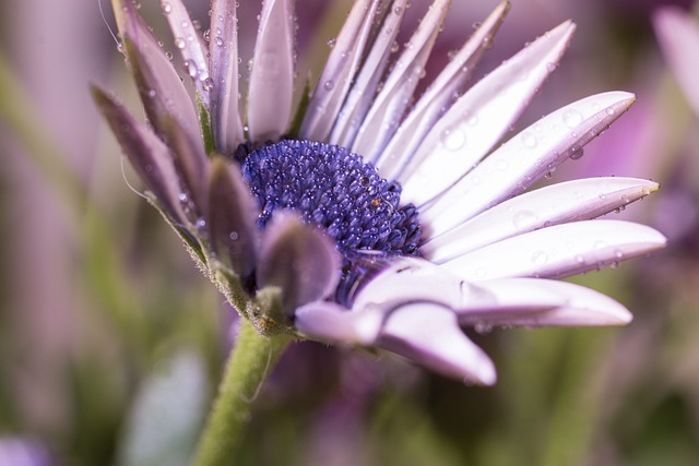 宏 Osteospermum Ecklonis 开普篮 - 上的免费照片