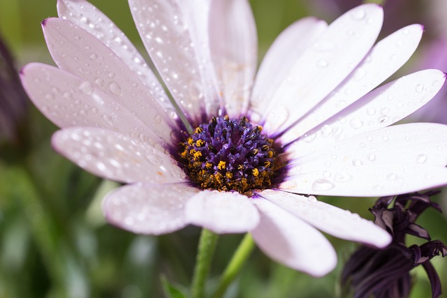 宏 Osteospermum Ecklonis 开普篮 - 上的免费照片