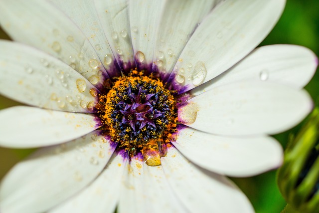 宏 Osteospermum Ecklonis 开普篮 - 上的免费照片