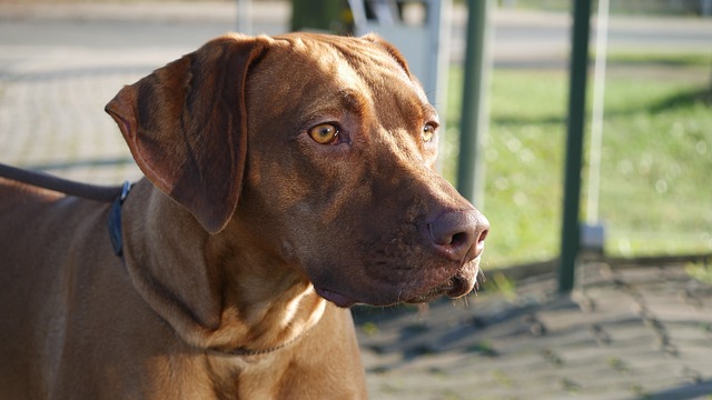 罗得西亚脊背犬 狗 家畜 - 上的免费照片