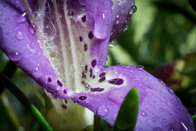 黄斑菊 鸸鹋 宏 - 上的免费照片