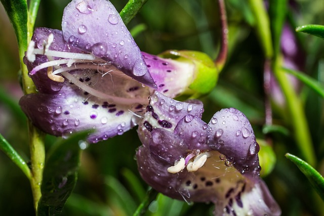 黄斑菊 鸸鹋 宏 - 上的免费照片