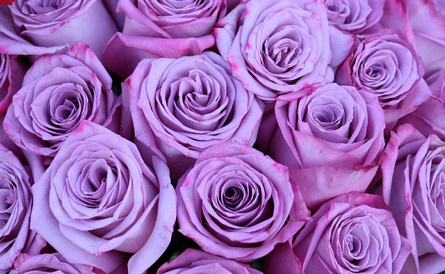 玫瑰 花束 传 - 上的免费照片