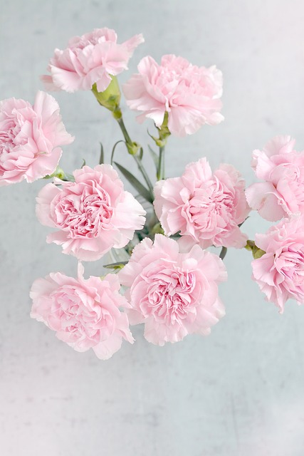 康乃馨 花朵 粉色的 - 上的免费照片