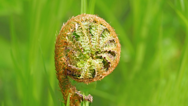 蕨类 芽 森林 - 上的免费照片