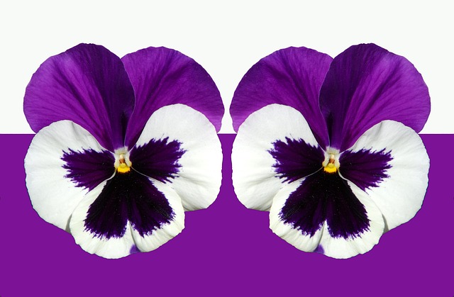 三色堇 紫色 紫色的 - 上的免费照片