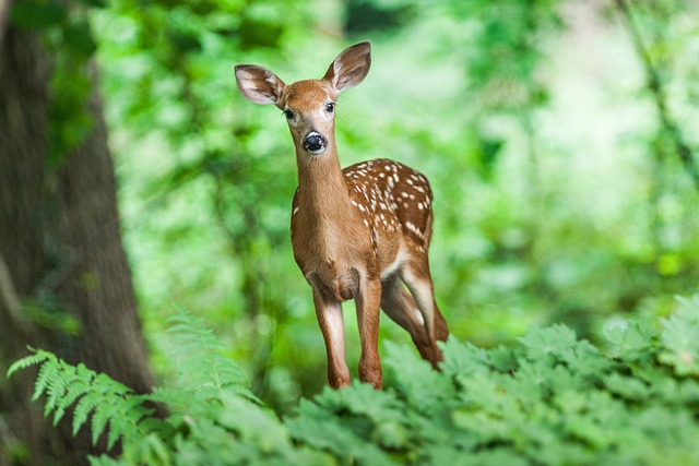 鹿 哺乳动物 年轻 - 上的免费照片