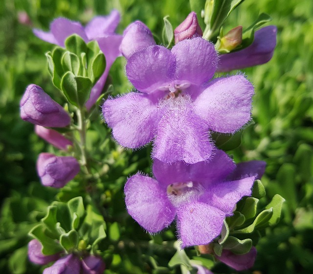 花朵 智者 德克萨斯鼠尾草 - 上的免费照片