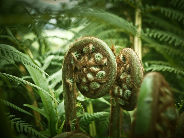苏铁 蕨类 植物 - 上的免费照片
