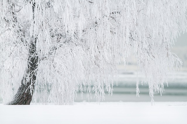 冬天 树 雪 - 上的免费照片