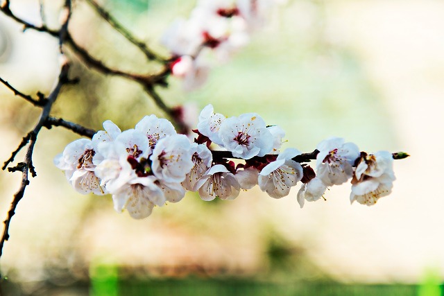 杏花 花 春天的花朵 - 上的免费照片