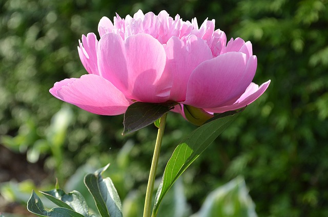 牡丹 粉色的 开花 - 上的免费照片