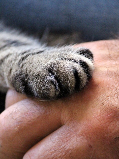 猫的爪子 手 猫 - 上的免费照片